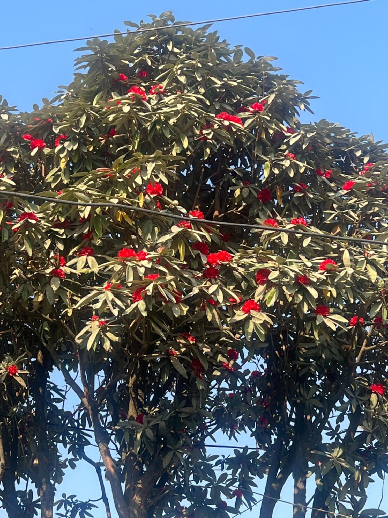 Nagarkot Resort Pvt. Ltd מראה חיצוני תמונה